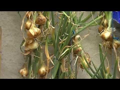 Oignon : quand et comment les récolter et sécher?