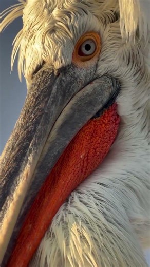 مشهد يأسر القلب قبل العين #acts #اكسبلور #الظروف #اقتباسات #معلومات #المراه #ترند #العظماء #animals