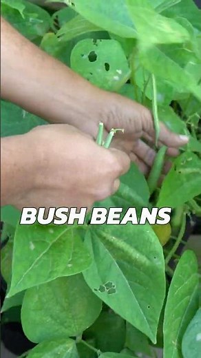 Growing and Harvesting Bush Beans in a Whiskey Barrel: Easy Gardening Tips!