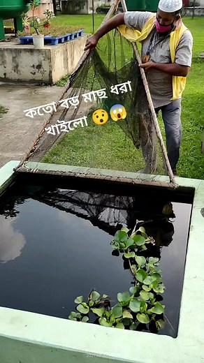 Cleaning a Fish Pond: Tips for Maintaining Your Aquarium