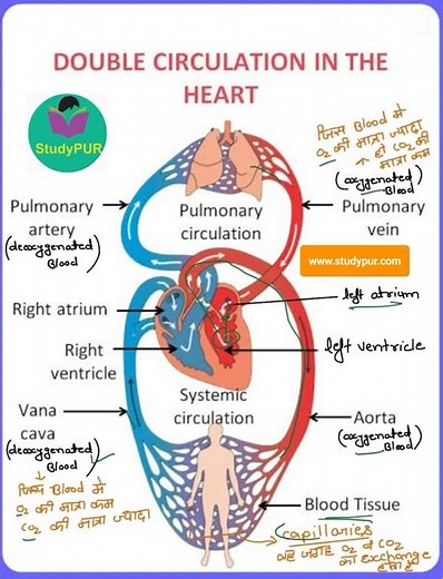 double circulation human heart