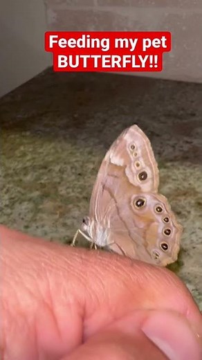 FEEDING MY PET BUTTERFLY #shorts