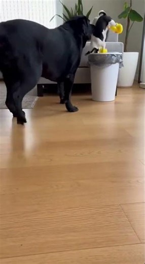 The dog takes out a Labrod #animals