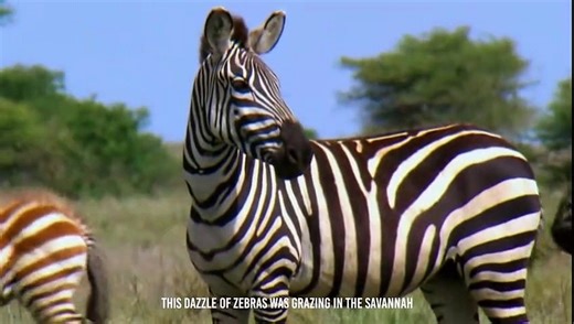 Zebra's Guts Ripped Apart By Hyenas