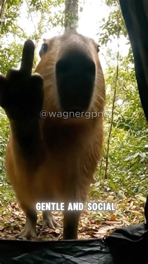 THE CHILLEST ANIMAL! 🦦 Why Capybaras Are Friends With Everyone #Shorts #capybara #viral