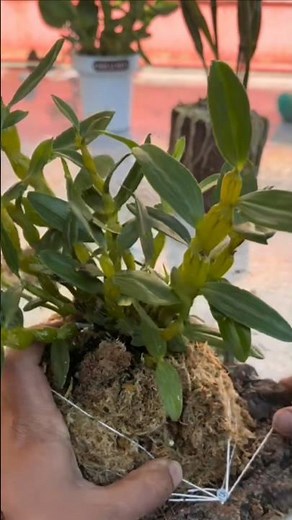 Top Simple Tutorial!! learning repotting orchid plant on the wood Borad🪵🌱🌱🌱🌵🌱🌱🌱🌳🪵🪵