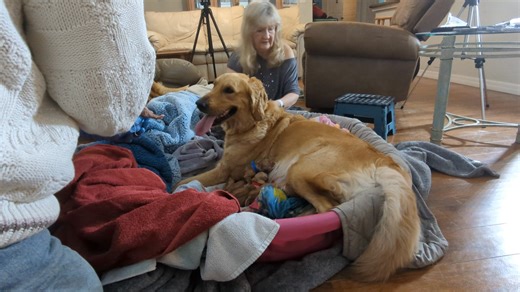 Jonathan Sharp Brown the puppy doctor | Bob Brown