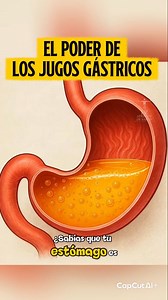Los jugos gástricos son una mezcla potente de ácido clorhídrico, enzimas y moco que descompone los alimentos, elimina microorganismos y prepara todo para la digestión intestinal. Su equilibrio evita daños en el estómago y permite una digestión eficiente. #JugosGástricos #SistemaDigestivo #AnatomíaHumana | 𝐴𝑝𝑟𝑒𝑛𝑑𝑒 𝑑𝑒 𝑠𝑎𝑙𝑢𝑑 , 𝑙𝑒𝑎𝑟𝑛 𝑎𝑏𝑜𝑢𝑡 ℎ𝑒𝑎𝑙𝑡ℎ