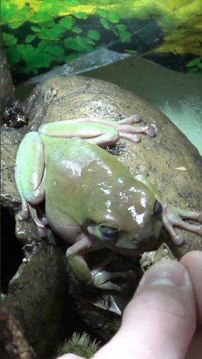 Frösche | Frosch frisst aus der Hand - Korallenfinger-Laubfrosch im Terrarium #shorts