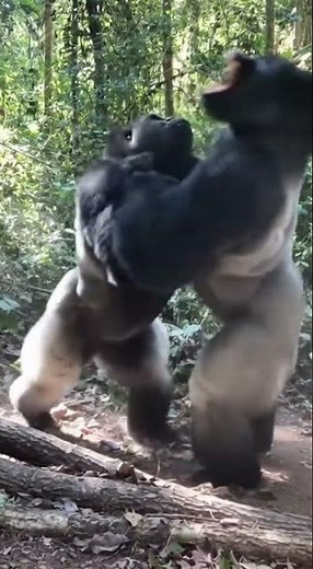 Two Massive Gorillas in a Terrifying Fight — Jungle Shakes!