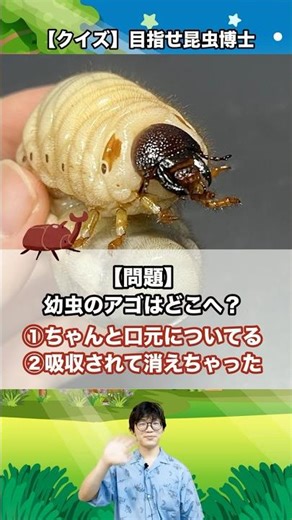 Beetle larvae have jaws, but where do the jaws of adult beetles go? | [Quiz] Aim to be an insect ...