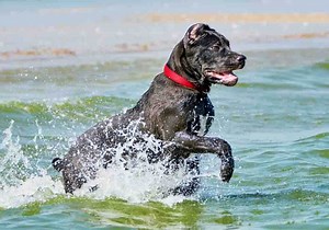 Cane Corso Exercise Needs And Requirements