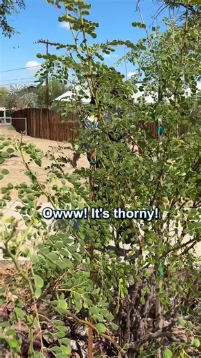 CAZCA on Instagram: "Learn about Sonoran Desert native and low water use plants with Kaci from the City of Tempe! 🌵 Get more inspiration and guidance for gardening in the desert with the Central Arizona Urban Desert Landscape Guide - access the guide for FREE here: https://bit.ly/desertscape Also check out our Summer Education Series on topics from the guide! https://www.youtube.com/playlist?list=PLNDdTmG5sB9GhOaHPatsfsUR8udgacrVb #Arizona #AZ #SonoranDesert #NativePlants #Conservation"