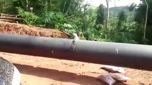 🛑TRABAJADORES PETROLEROS UBICAN AL INTERIOR DE LA SELVA AL AVE CONOCIDO COMO EL AYAYMAMA El Ayaymama ave misteriosa caracterizada por su cántico de llanto en noches de luna según Roger Rumrril García experto en temas de amazonia señalo que esta ave proviene de una leyenda de Iquitos del Ayaymama, un ave de la selva amazónica que tiene su origen en dos niños que fueron abandonados, la madre naturaleza se compadeció de ellos y fueron convertidos en aves para salvarlos de la muerte. | Profesores d