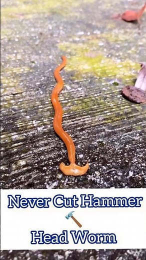 Why not to cut Hammer Head Worm ? Shocking Fact about Worms