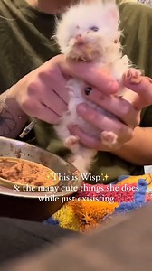 Wisp: Exists Us: Immediately makes reel about Wisp All cuteness aside, this itty kitty Persian kitty was born with gastrointestinal issues that cause her pain and discomfort daily 😿 Surgery is on her horizon, in the meantime, Wisp requires constant attention, medications, and baths to manage her condition. By contributing to Wisps care you can ease her suffering and provide her with a second chance at life. DONATE: https://bit.ly/44oPSoT #persiancat #persiankitten #kitten #kittenreels #cats Res