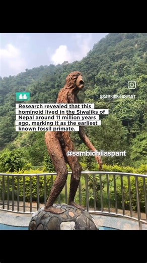 In 1932, G. Edward Lewis discovered the molar teeth of the ancient hominoid Ramapithecus at Tinau Khola. Palaeomagnetic analysis of the rocks revealed that this ancient hominoid lived in the Siwaliks of Nepal around 11 million years ago, marking it as the earliest known fossil primate. Understanding Ramapithecus contributes crucial insights into the evolutionary history of primates and the development of human ancestor #sambidiary #Nepal #history #fyp