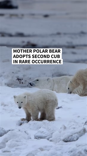 Researchers in northern Canada have observed a rare case of polar bear adoption, capturing video footage of a wild female bear caring for a cub that was not her own. The footage was captured during the annual polar bear migration along the Western Hudson Bay in Churchill, Manitoba, widely known as the polar capital of the world. Canadian researchers encountered the mother in the spring as she left her maternity den. She had only one cub, which was tagged, a common practice to aid study of the po