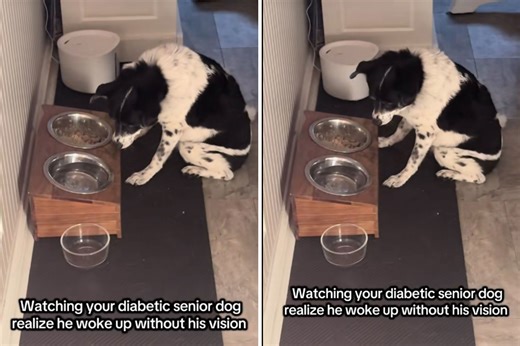 Tears at what senior dog still tries to do after losing vision to diabetes