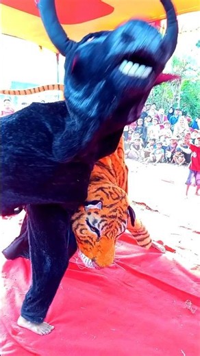 Duel Sengit Banteng Macan...!!! #viralvideo