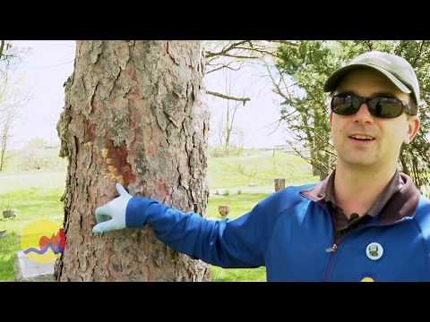 Spongy Moth Egg Removal (Formerly Gypsy Moth)