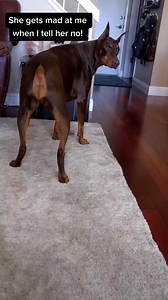 #onthisday #rubytuesday The sassy side of Ruby 😁#bruceofrubydoobydo #brucethedoberman #doberman #dobermann #rubydooby_do #dogsofinstagram #showdogs | Rubydoobydo