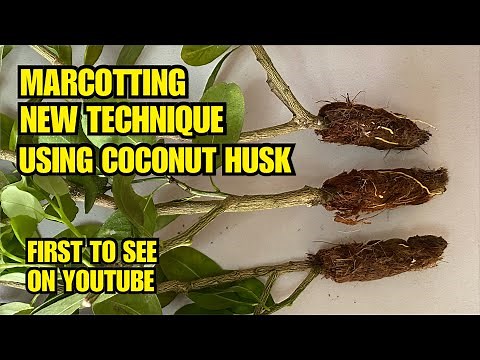 Marcotting | New Method | Soil-less