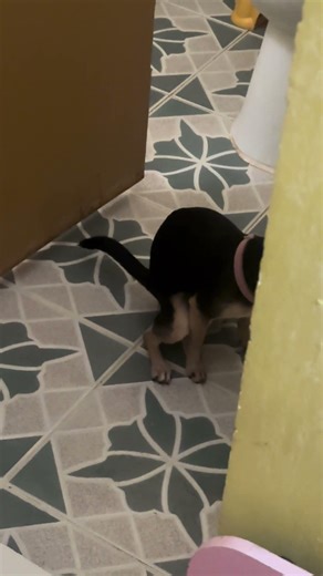 My chihuahua poop 💩 #chihuahuafanclub #chihuahuapuppy #cute #dogbreeds #pets #funny #dogtypes