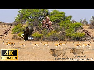 4K African Wildlife: Nairobi National Park - Scenic Wildlife Film With Real Sounds.