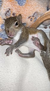 Grumpy baby squirrel #squirrellovers #squirrelwhisperer #follower #everyonehighlightsfollowers #squirrelrescue #cutenessoverload #wildanimals | Squirrel Whisperer