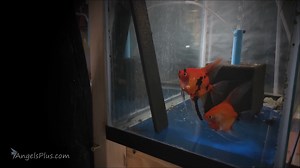 For more info: https://angelsplus.com/collections/angelfish-breeding-pairs/breeding-pair | Angels Plus