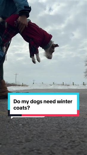Do Dogs Need Winter Coats While Hiking?