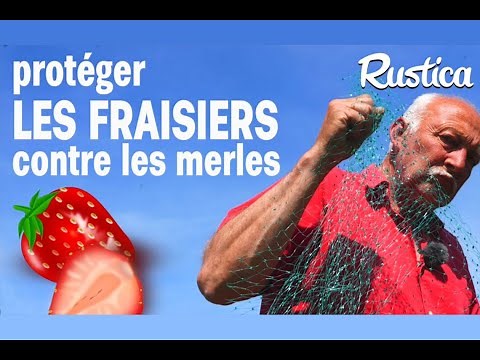 Protect strawberry plants from birds with netting.