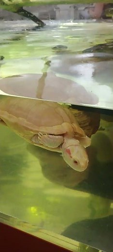 Ladybug, a red eared slider turtle at the Sternberg Museum of Natural History, Hays, Kansas