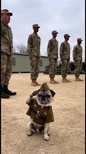🪖 Pug Army Training Commander: “Attention!” All soldiers stand straight 💂‍♂️ The Pug salutes… then suddenly sits and scratches 😂 Text on screen: “Pug Army follows its own rules.” #PugArmy #FunnyPug #PugLife #ArmyDog #DogComedy #CuteButCrazy #PugRules #FunnyDogs #DogReels #PetReels #ViralPug #DogLovers #ComedyReels #PugLove #PetArmy 🐾 | Cherry The PUG