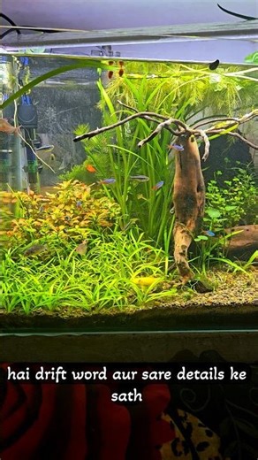 Most Relaxing Planted Aquarium Tour | My Aqua World ✨ #neontetras #mollyfish #fishtank #corydoras