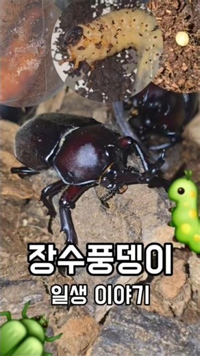 장수풍뎅이 일생 #장수풍뎅이#장수#풍뎅이#뿔#알#애벌레#유충#번데기#성충#비행#일생#생물#곤충#애완#pupa#beetle#insects#fly