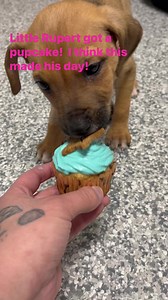 Little Rupert sure loves his Nose to Toes Barkery cupcake! Warms the heart to see him so happy! | Pawportunities