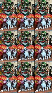 Cotton Dog Resort and Care on Reels