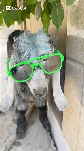 Incredible Mini Goat 🐐 | Discover the World’s Smallest Goat