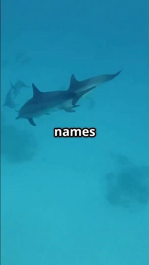 Watch How Dolphins Create The Biggest Friend Groups In The Ocean!