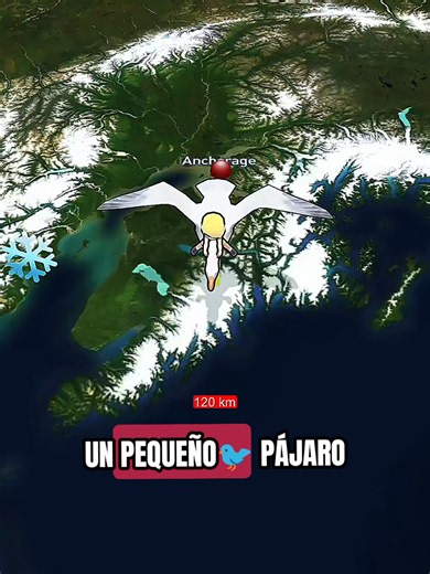 Un pequeño pájaro consigue un récord mundial tras volar durante 11 días sin parar y se convierte en el ave que ha realizado el vuelo continuo más largo de la historia 🐦😨