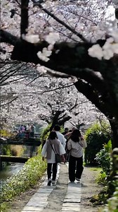 Kyoto Cherry Blossoms 2026 | Philosopher’s Path Sakura Walk Japan 4K #japantravel #kyoto #sakura