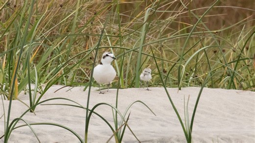 Snowy plover numbers tick up as Oregon beaches roped off for nesting season