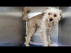 Homeless, injured and terrified dog got rescued. Now he has a second chance.