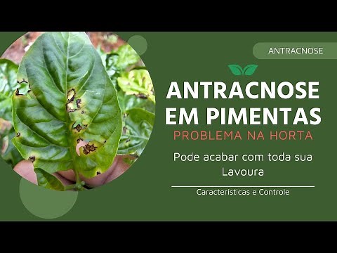 Antracnose em Pimentas. Características e Controle