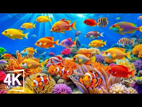 4K Marine Animals 🐠 Relaxing Ocean Sounds for Sleep – Coral Reef Fish