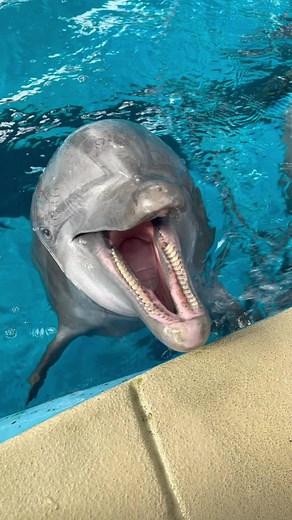 Dolphins Vocalizing Through Their Blowhole - Do You See It?