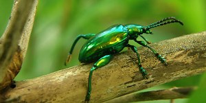 Can You Name This Colorful Bug?