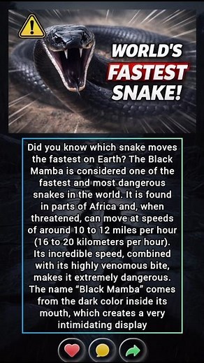 The Fastest Snake on Earth? Meet the Black Mamba